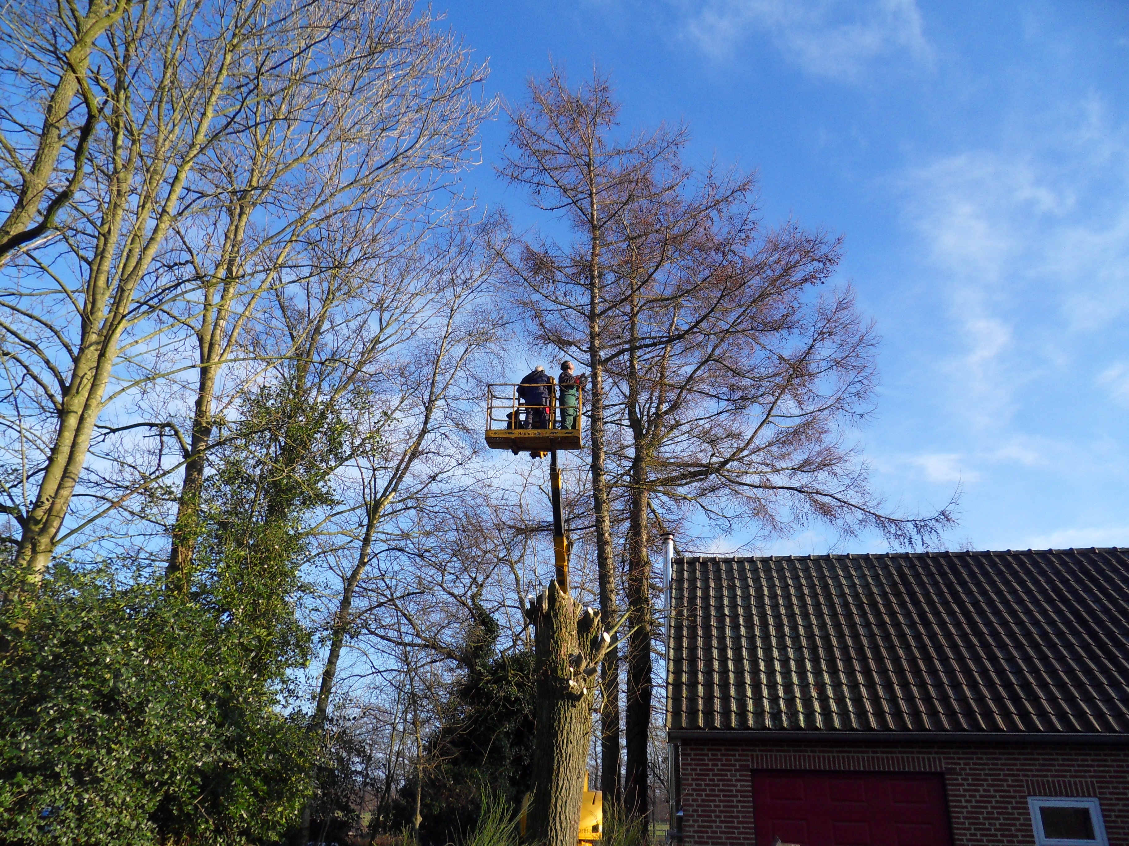 Bomen rooien hoogwerker bomen snoeien